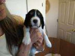 English Springer Spaniel Puppy for sale in Fort Lupton, CO, USA