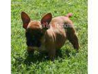 French Bulldog Puppy for sale in Arkansas City, KS, USA