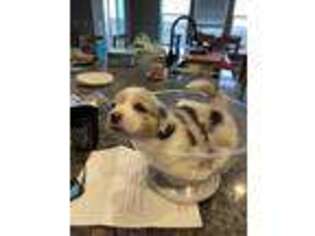 Pembroke Welsh Corgi Puppy for sale in Aurora, CO, USA