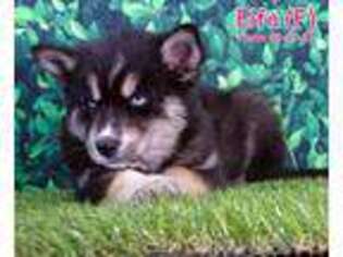 Siberian Husky Puppy for sale in Cameron, NC, USA
