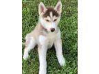Siberian Husky Puppy for sale in Downingtown, PA, USA