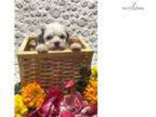 Puppyfinder Com Havanese Puppies Puppies For Sale Near Me In Cincinnati Ohio Usa Page 1 Displays 10