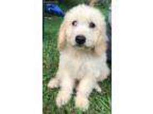 Goldendoodle Puppy for sale in Mannsville, OK, USA