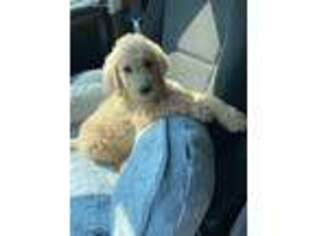 Goldendoodle Puppy for sale in Oxford, OH, USA