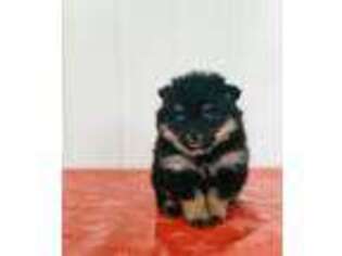 Pomeranian Puppy for sale in Morgantown, PA, USA