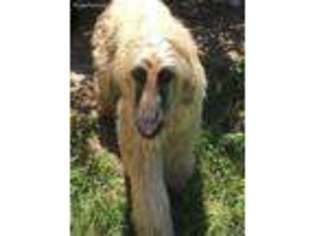 Afghan Hound Puppy for sale in Lumberton, MS, USA