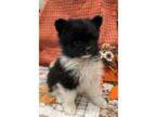 Pomeranian Puppy for sale in Ovalo, TX, USA