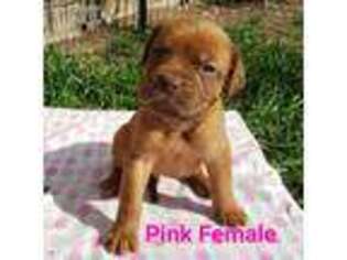 American Bull Dogue De Bordeaux Puppy for sale in Cheyenne, WY, USA