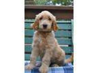 Goldendoodle Puppy for sale in Rolla, MO, USA