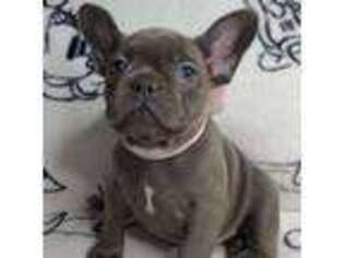 French Bulldog Puppy for sale in Swansea, MA, USA
