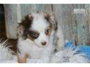 Miniature Australian Shepherd Puppy for sale in Moses Lake, WA, USA