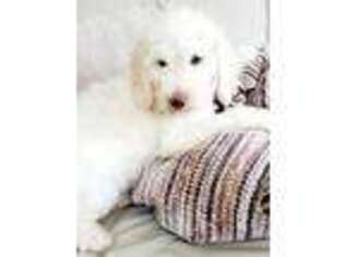 Goldendoodle Puppy for sale in Winter Garden, FL, USA