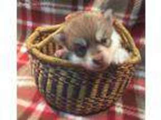 Siberian Husky Puppy for sale in Burns Flat, OK, USA