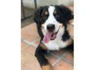 Bernese Mountain Dog Puppy for sale in Temecula, CA, USA