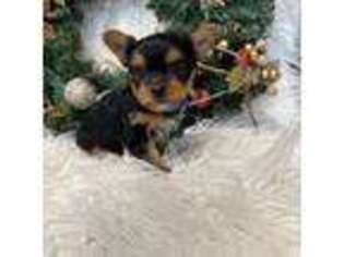 Yorkshire Terrier Puppy for sale in Emmett, ID, USA
