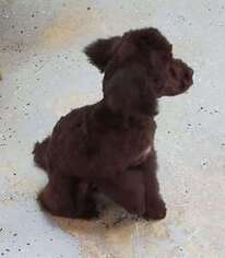 Mutt Puppy for sale in MAYSVILLE, NC, USA