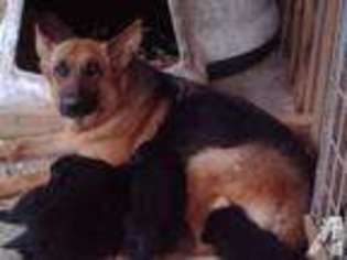 German Shepherd Dog Puppy for sale in NAVASOTA, TX, USA