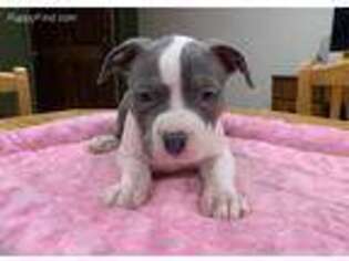 American Bulldog Puppy for sale in Vergennes, IL, USA