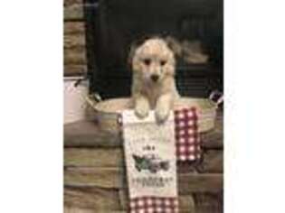 Goldendoodle Puppy for sale in Circleville, UT, USA