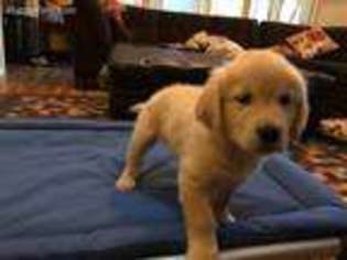 Golden Retriever Puppy for sale in Saint Peters, MO, USA