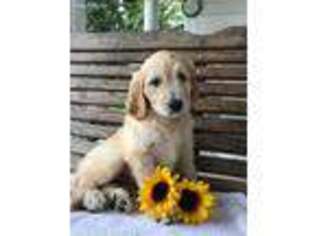 Goldendoodle Puppy for sale in Romulus, NY, USA