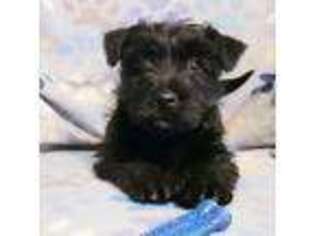 Scottish Terrier Puppy for sale in Fackler, AL, USA