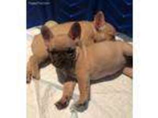 French Bulldog Puppy for sale in Malvern, PA, USA
