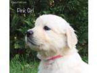 Mutt Puppy for sale in Brooks, KY, USA