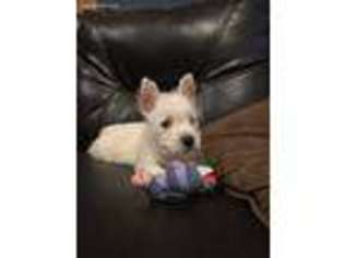 West Highland White Terrier Puppy for sale in Evening Shade, AR, USA