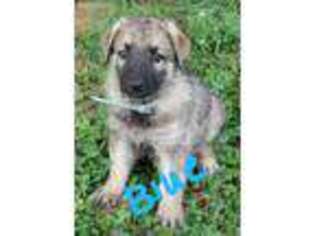 German Shepherd Dog Puppy for sale in Milledgeville, GA, USA