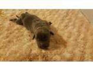 Labrador Retriever Puppy for sale in Tishomingo, OK, USA