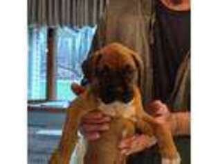 Boxer Puppy for sale in Homer Glen, IL, USA