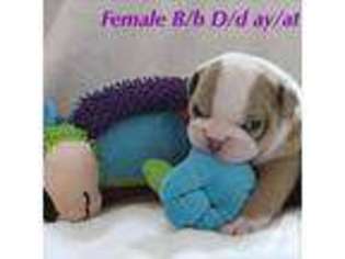 Bulldog Puppy for sale in OSPREY, FL, USA