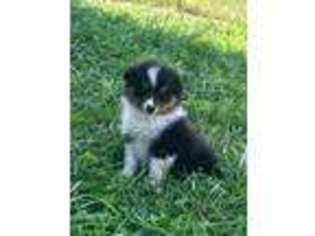 Miniature Australian Shepherd Puppy for sale in Pine Knot, KY, USA