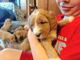 Goldendoodle Puppy for sale in Tyndall, SD, USA