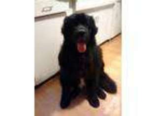Newfoundland Puppy for sale in CONNEAUT, OH, USA