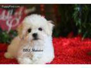 Bichon Frise Puppy for sale in Morrill, NE, USA