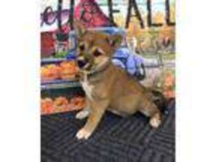 Shiba Inu Puppy for sale in Joplin, MO, USA