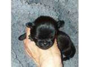 Brussels Griffon Puppy for sale in Bandon, OR, USA