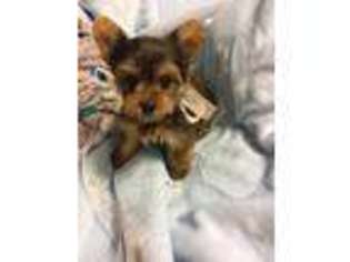 Yorkshire Terrier Puppy for sale in Bunkie, LA, USA
