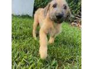 Irish Wolfhound Puppy for sale in Tamarac, FL, USA