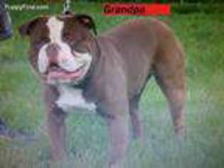 Alapaha Blue Blood Bulldog Puppy for sale in Oakley, CA, USA