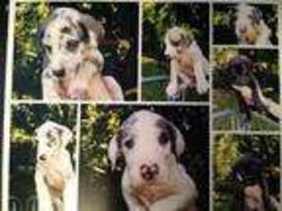 Great Dane Puppy for sale in Irvine, KY, USA