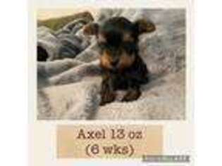 Yorkshire Terrier Puppy for sale in Calera, OK, USA