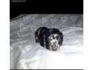 Dachshund Puppy for sale in Beeville, TX, USA