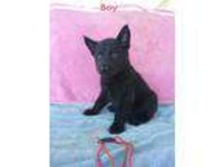 German Shepherd Dog Puppy for sale in Albany, OH, USA
