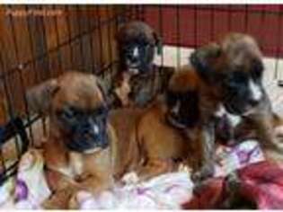 Boxer Puppy for sale in Post Falls, ID, USA