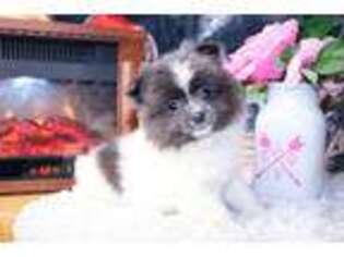 Mutt Puppy for sale in Kinston, NC, USA