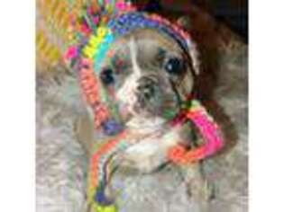 French Bulldog Puppy for sale in Waynesboro, GA, USA