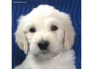 Goldendoodle Puppy for sale in Bozeman, MT, USA